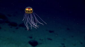 wildlife deep sea mining