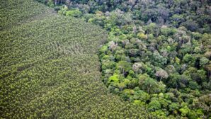 Eucalyptus plantation borders natural forest