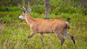 Argentine rewilding debate descends into legal threats